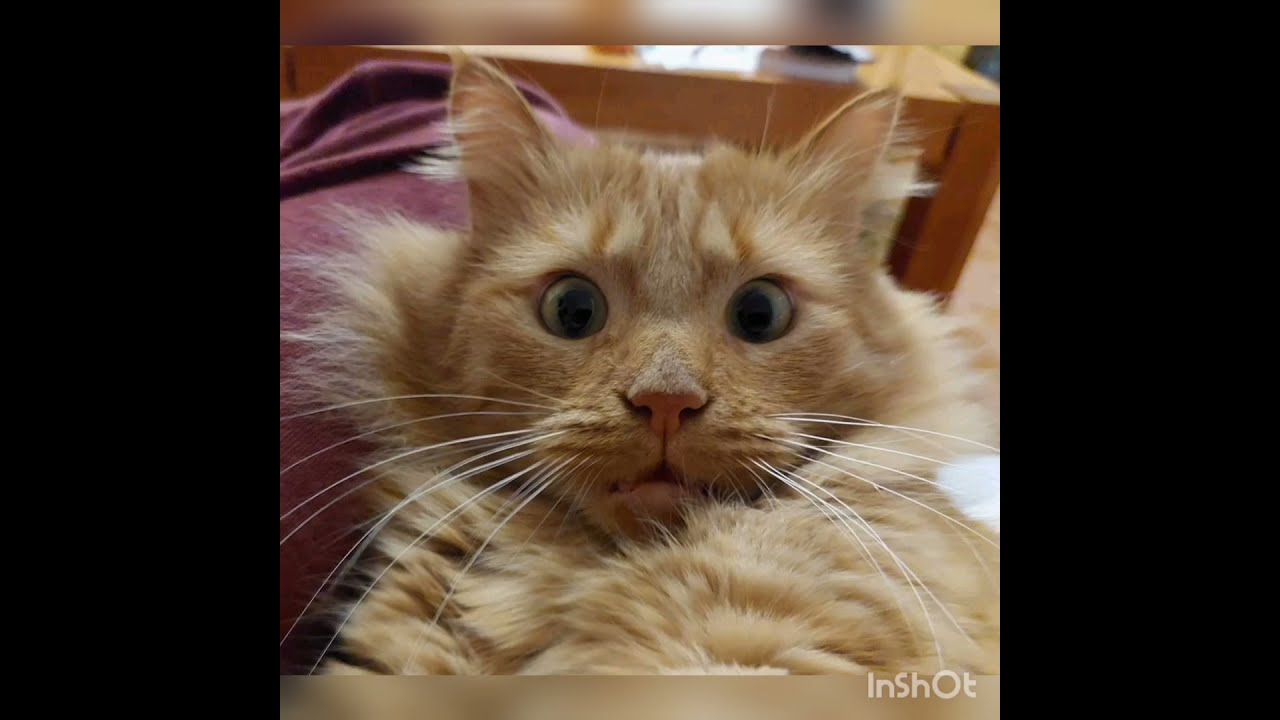 Best funny cats compilation. 2021. Winter and snow.