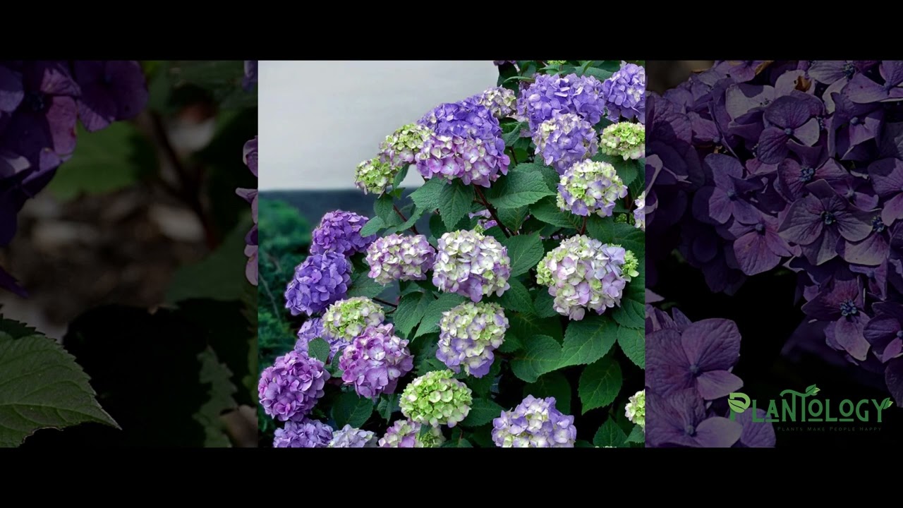 Bloomstruck Hydrangea
