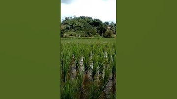 kembang lamunan , bikin adem