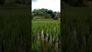 Kembang Lamunan  Bikin Adem