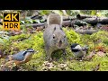 Cat TV for cats to watch 4K HDR: Beautiful Birds and Cute Squirrels