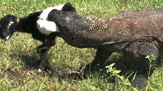The Moment Of The Komodo Step Eats And Swallows A Baby Goat At The Same Time
