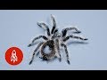 This Tarantula’s Curly Hair is a Weapon In Disguise The following video is brought to you courtesy of the Great Big Story YouTube Channel. Click the link below to watch it now.