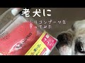 老犬にシリコンブーツを買ってみました