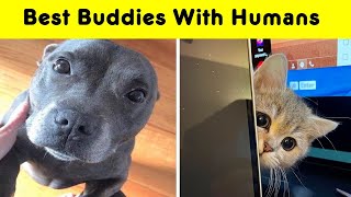 Animals That  To Be Best Buddies With Their Humans