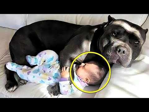 Video: Familie verliert Hund innerhalb des Hauses und findet ihn, gut Sie sehen