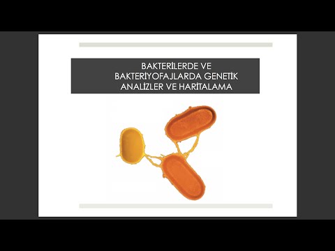 Video: Bakterilerde kaç çeşit genetik rekombinasyon vardır?