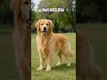 Golden Retriever The Reverse Revolution Very Short