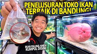 PENELUSUAN TOKO IKAN TERBAIK DI BANDUNG SETELAH RENOVASI! IKAN ANEH KUMPUL DISINI! HAN AQUATIC!