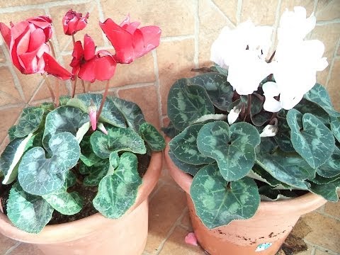 TRANSPLANTE
