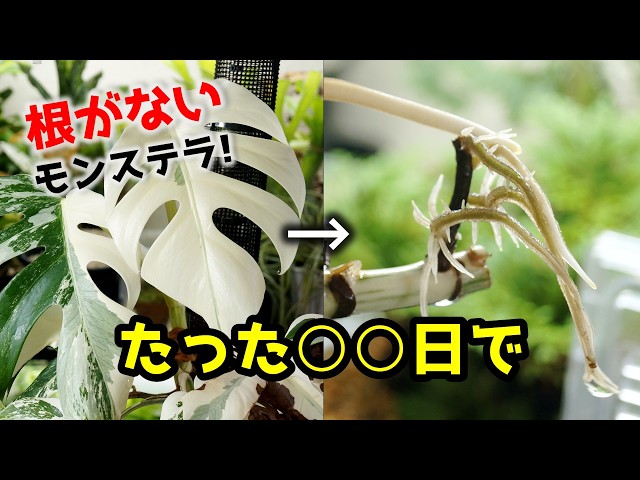 根が出る！芽も出る！一番簡単で上手くいく水挿しをした結果がこちら