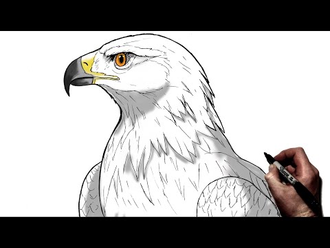 How To Draw A Golden Eagle | Step By Step