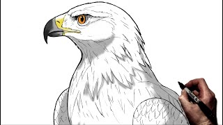 How To Draw A Golden Eagle Step By Step