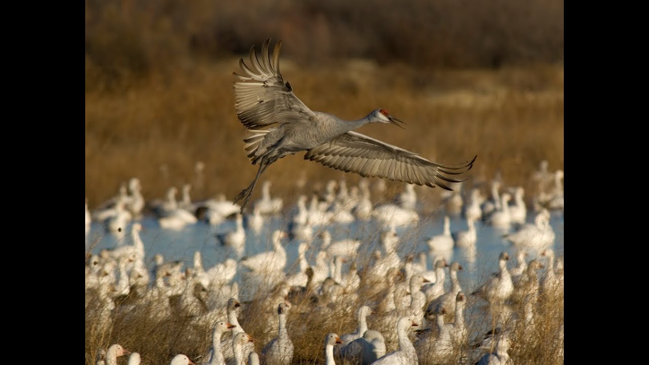 Bosque del Apache - Woods of the Apache