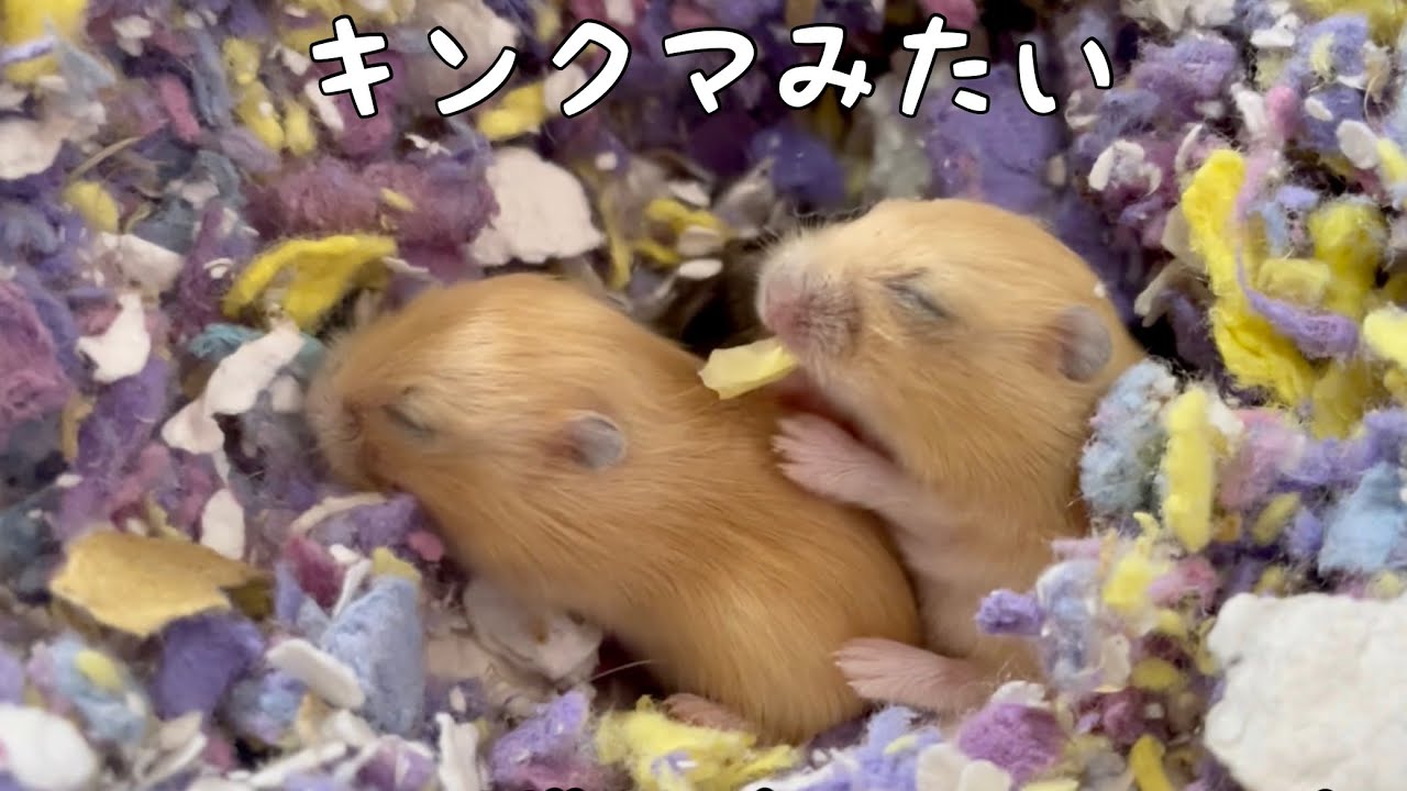 赤ちゃんハムスターがすくすくと育っているようです - YouTube