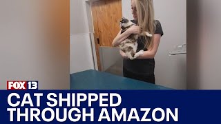 Cat reunited with family after being shipped through Amazon | FOX 13 Seattle
