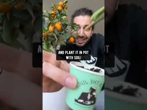Wideo: Zastosowania cynamonu w ogrodach - Jak używać proszku cynamonowego dla zdrowia roślin