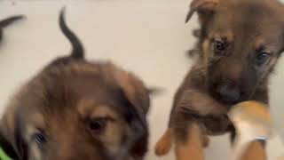 Missy's Litter July 2023 by Elaine Nilsson 252 views 10 months ago 57 seconds