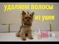 Как ухаживать за ушами Йоркширского терьера. Выщипываем волосы