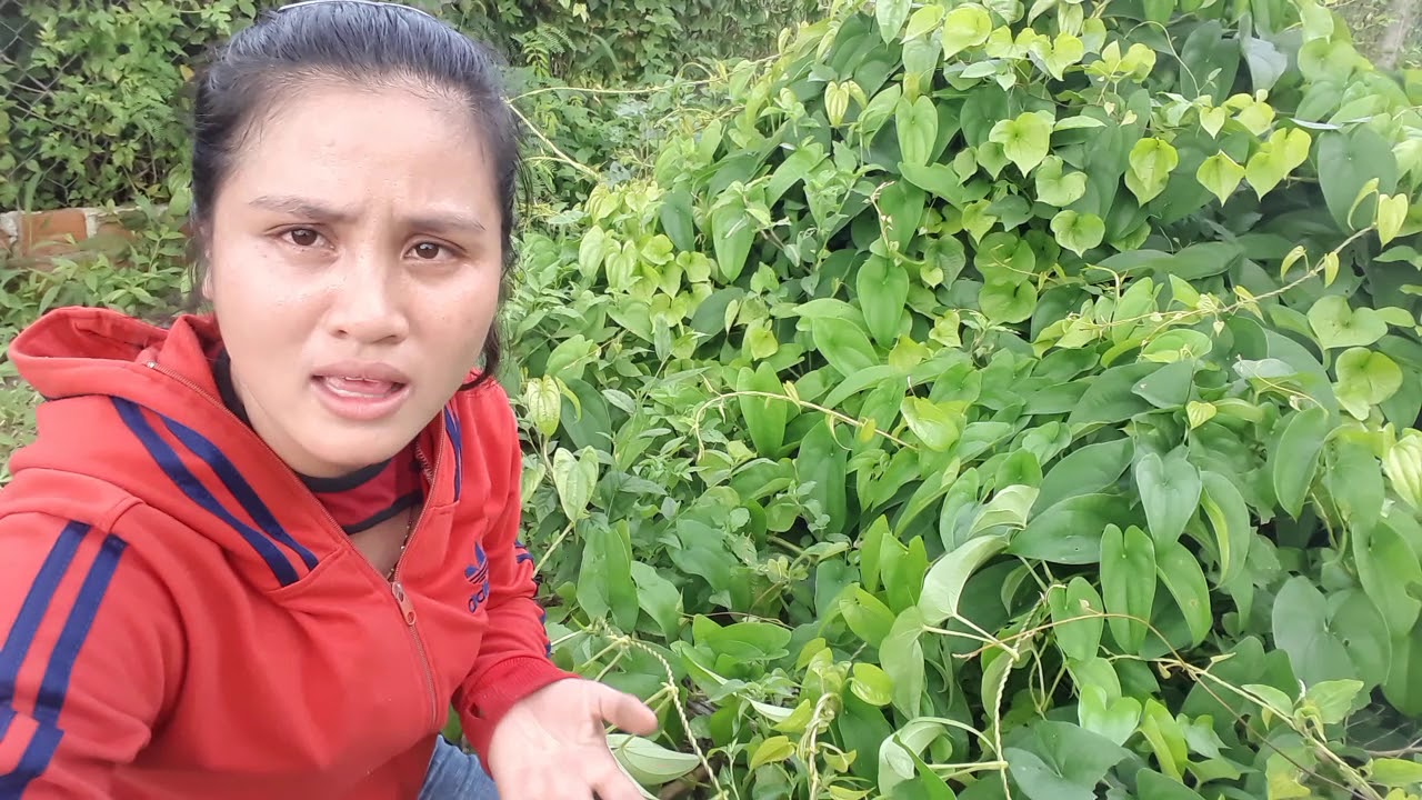 How to grow purple potato bring high yield efficiency Potatoes used