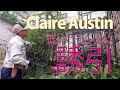 How to prune climbing rose【つるバラの剪定・誘引】クレア・オースチンを低いフェンスに仕立てる方法（字幕）