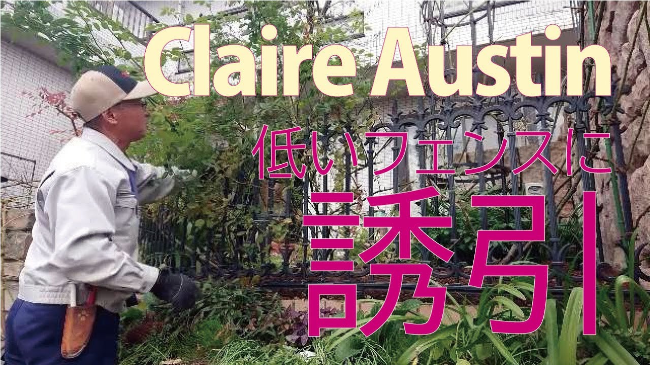 Pruning And Training Vine Roses How To Make Claire Austin A Low Fence Subtitles Youtube