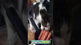 Funny cats 😂 episode 31 #shorts