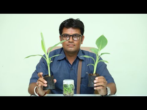Keli Rope टिशूकल्चर केळी रोपे बुकिंग | केळी लागवड Tissue Culture Banana Plant ...