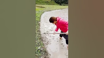 the process of cultivating rice fields before planting #shorts
