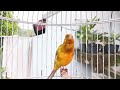 الكناري استمتع بأجمل تغريدات طيور الكناري في هذا الفيديو ستسمعون أصوات ا ساحرة وعذبة الكناري استمتع بأجمل تغريدات طيور الكناري في هذا الفيديو ستسمعون أصوات ا ساحرة وعذبة