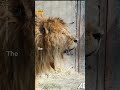 World’s loneliest lion rescued from abandoned zoo