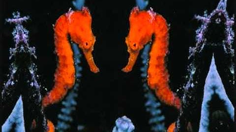 Thumbnail of COZUMEL   KARAOKE   GUSTAVO CERATI   DANIEL MELERO   PSEUDO VIDEO