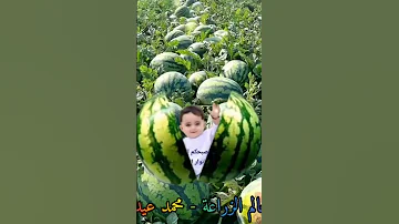 صبحكم الله بالخير 