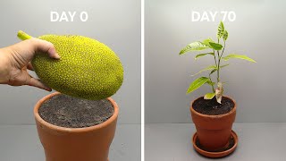 JACKFRUIT TREE Growing From Seed - Time Lapse