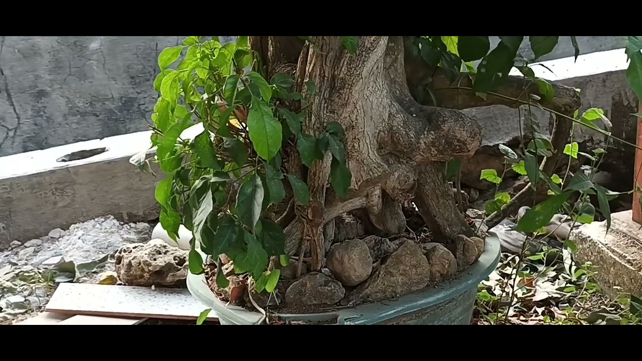 KUMPULAN BONSAI VANDEMI MASIH DIGRON UNTUK PEMBESARAN AKAR.MINAT BISA ...