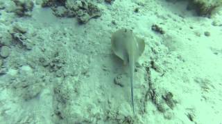 Blue Spotted Sting Ray