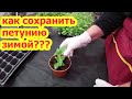 КАК СОХРАНИТЬ ПЕТУНИЮ ЗИМОЙ?