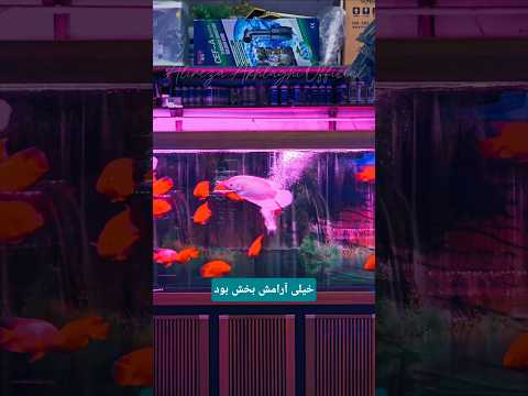 گل ماهی آرامش اینجا دقیقا همون چیزیه که دنبالش بودم