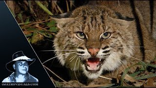 Pythons Staks Bobcat 02 Footage