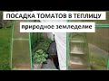 Посадка томатов в грунт. Природное земледелие