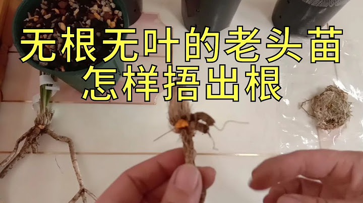 家庭养兰花怎样捂无根无叶的老头苗详细讲解演示 - 天天要闻