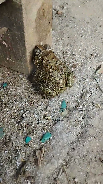 coba menangkap kodok bangkong yang gemuk 🐸🐸🐸#shorts #kodok