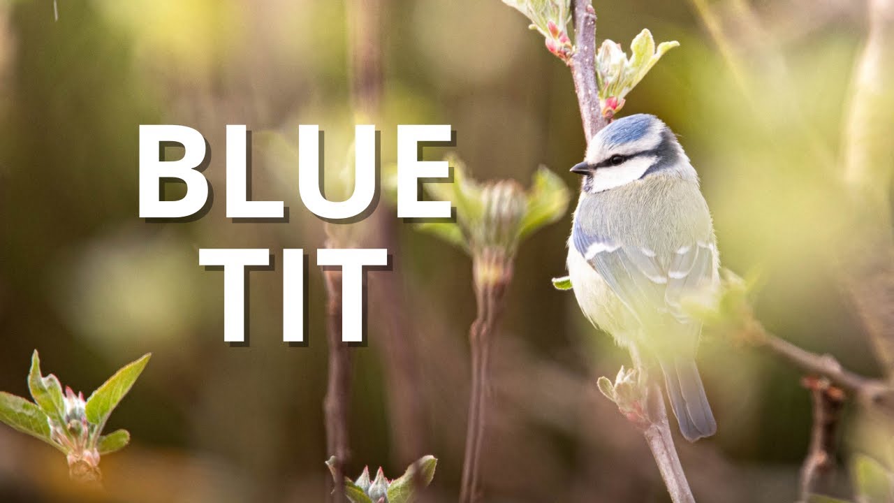 Blue Tit – Danish Birds in 3 Minutes | Vilde Danmark