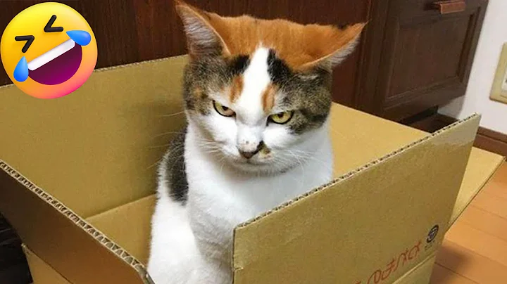 Watch the video about Funniest Cats and Dogs 🐶🐱 Funny Animal Videos