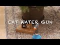 Cat water gun