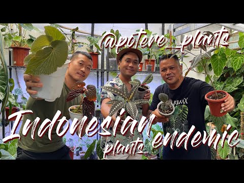 Indonesia endemic plants (sustainably sourced) @potere_plants