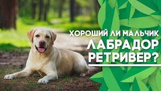 Лабрадор Ретривер - Обзор породы Лабрадор Ретривер - Обзор породы