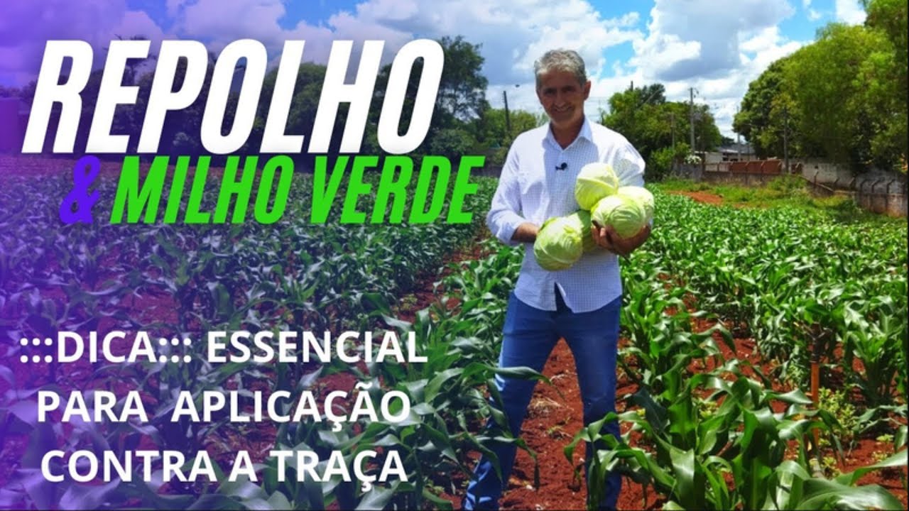 COMO PRODUZIR MILHO VERDE E REPOLHO COM QUALIDADE!