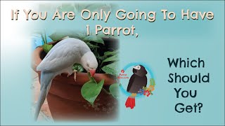 if You Only Have 1 Parrot, Which Should It Be? #Parrot_Bliss