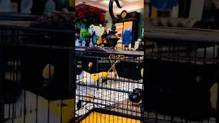 Download Lagu Pleci Sultan #pleci #plecigacor #plecialbino #plecisultan MP3